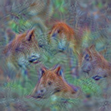 n02115641 dingo, warrigal, warragal, Canis dingo